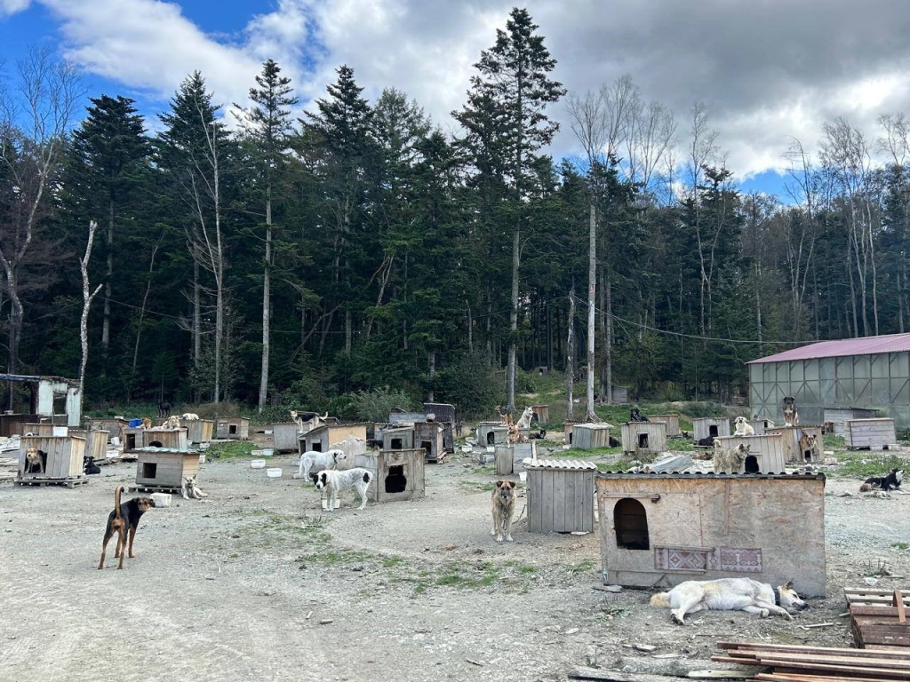 приют.jpg приют.jpg